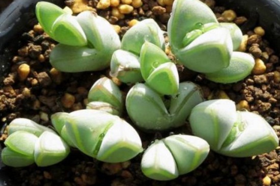 碧玉莲如何服盆，4个步骤使碧玉莲快速服盆