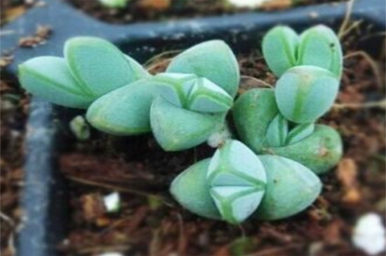 碧玉莲如何服盆，4个步骤使碧玉莲快速服盆