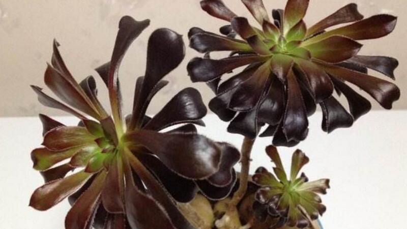 黑法师掉叶子如何办