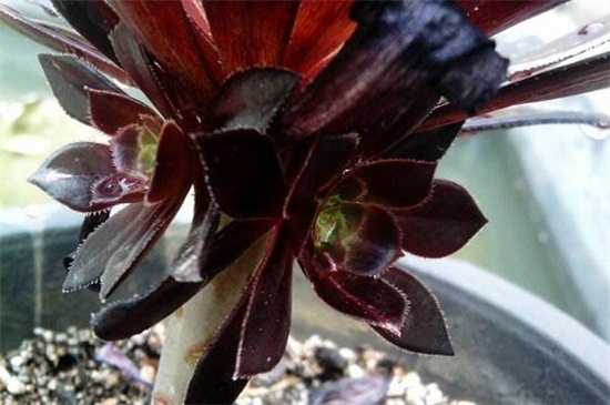 黑法师掉叶子如何办