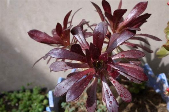 黑法师掉叶子如何办