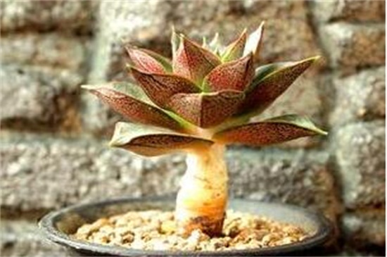 多肉大和锦如何养才好看，充足光照追施肥料