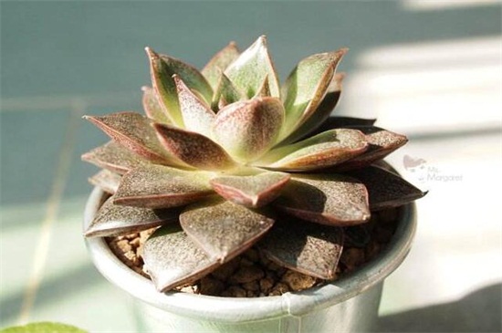 多肉大和锦如何养才好看，充足光照追施肥料