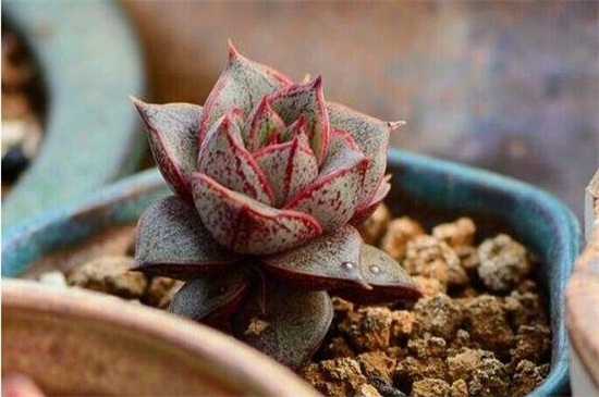 多肉大和锦如何养才好看，充足光照追施肥料