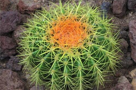 金琥球有什么作用,可防辐射也能消肿止痛