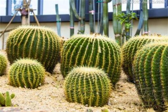 金琥球有什么作用,可防辐射也能消肿止痛