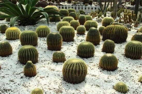 金琥球有什么作用,可防辐射也能消肿止痛