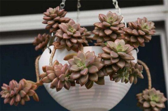 姬胧月如何才能养爆盆，补充光照砍头养护