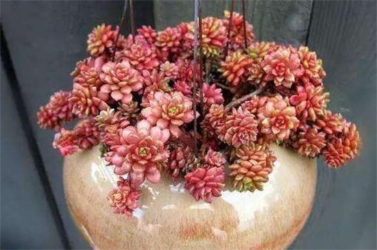 姬胧月如何才能养爆盆，补充光照砍头养护