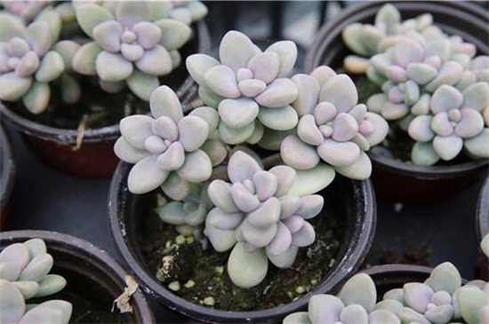 姬胧月如何才能养爆盆，补充光照砍头养护