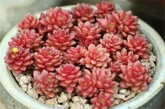 姬胧月如何才能养爆盆，补充光照砍头养护