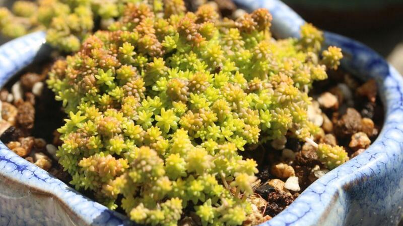 黄金万年草如何爆盆