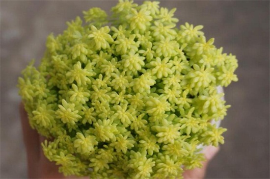 黄金万年草如何爆盆