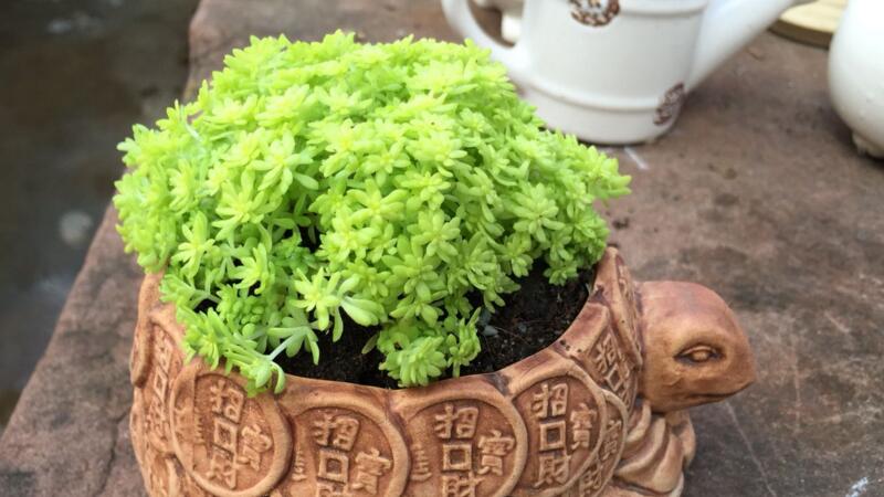 黄金万年草的四季养护办法