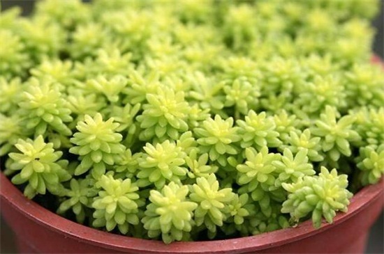 黄金万年草的四季养护办法