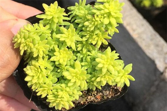 黄金万年草的四季养护办法