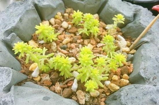 黄金万年草叶子蔫了还有救吗