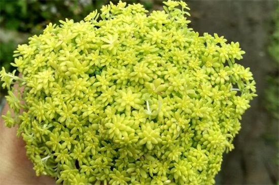 黄金万年草叶子蔫了还有救吗