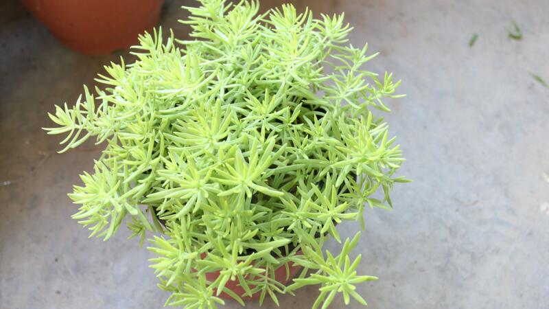 黄金万年草徒长如何办