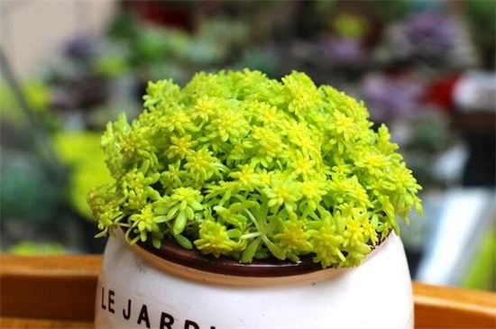 黄金万年草徒长如何办