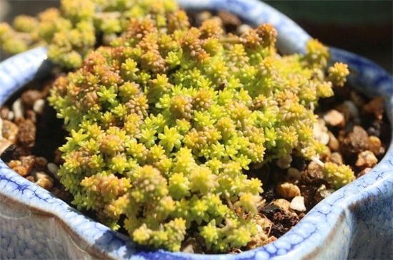 黄金万年草徒长如何办