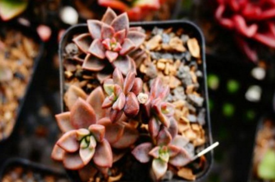 姬胧月冬季如何养，适温养护并翻盆处理