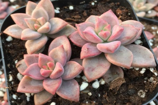 姬胧月冬季如何养，适温养护并翻盆处理