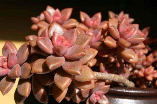 姬胧月如何浇水，详解四季浇水办法