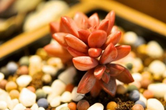 姬胧月如何浇水，详解四季浇水办法