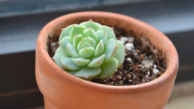 静夜徒长了如何办