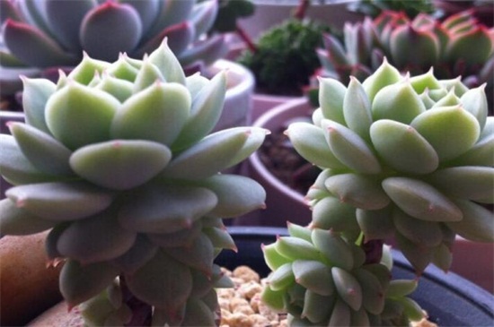 静夜徒长了如何办