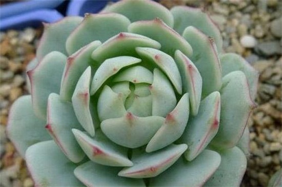 静夜徒长了如何办