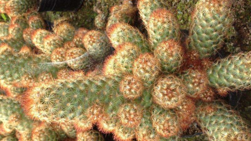 金手指如何浇水