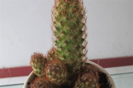 金手指如何浇水