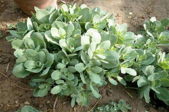 八宝景天和景天三七的区别，四种办法区分两者