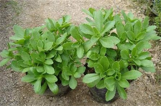 八宝景天和景天三七的区别，四种办法区分两者