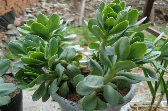 八宝景天和景天三七的区别，四种办法区分两者