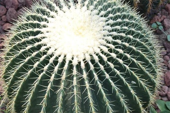 金琥球的常见种类，盘点常见9种最美种类