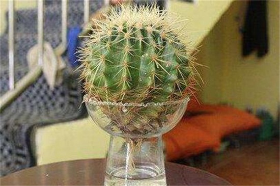 金琥球的常见种类，盘点常见9种最美种类