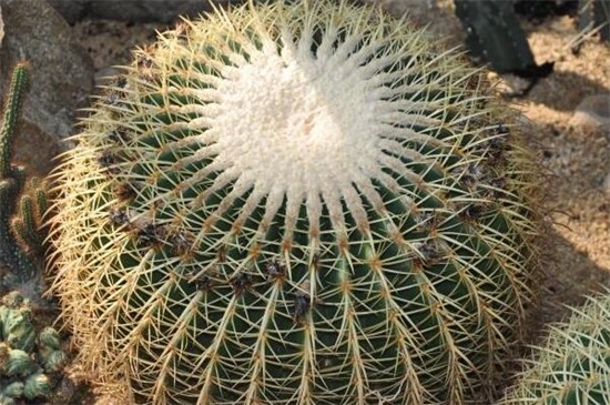 金琥球的常见种类，盘点常见9种最美种类