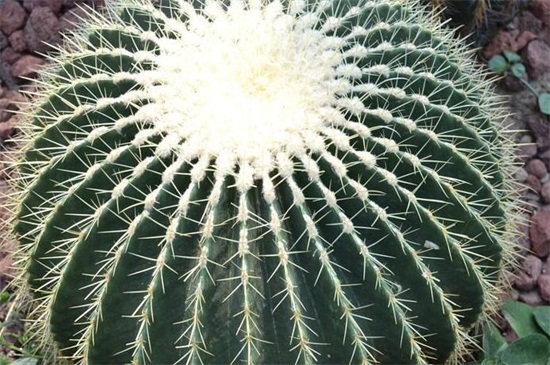 金琥球的常见种类，盘点常见9种最美种类