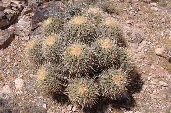 金琥球的常见种类，盘点常见9种最美种类