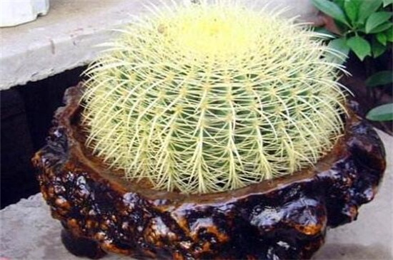 金琥球的常见种类，盘点常见9种最美种类