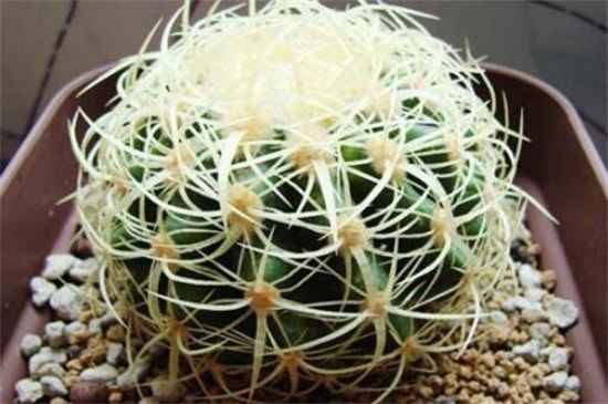 金琥球的常见种类，盘点常见9种最美种类