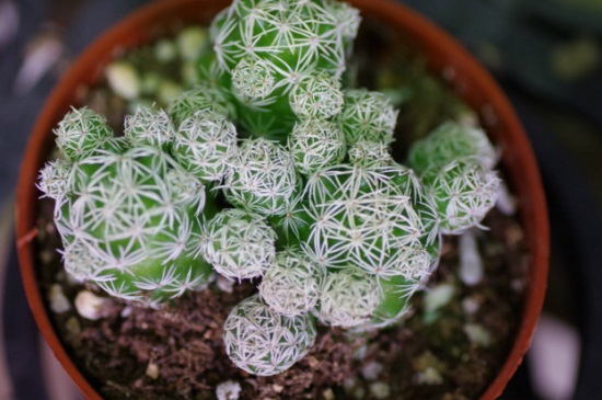 多肉白鸟如何施肥，春秋施加腐熟饼肥