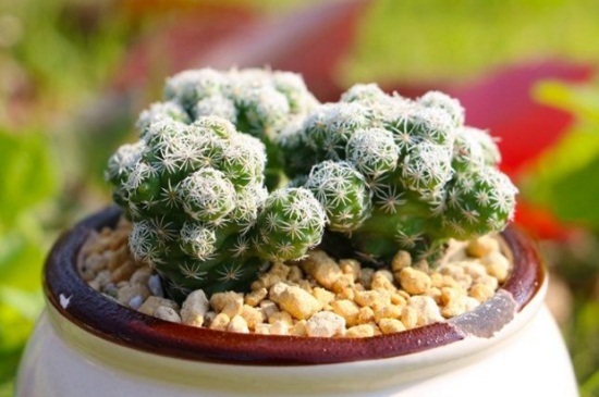 多肉白鸟的养殖办法，泥炭土养殖并散光照射