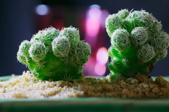 多肉白鸟的养殖办法，泥炭土养殖并散光照射