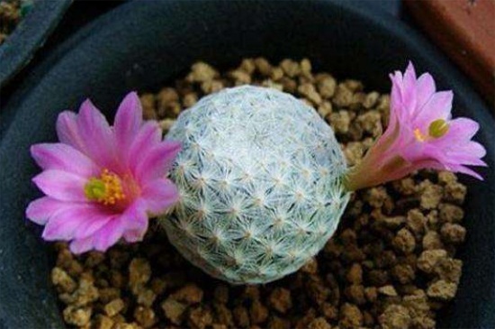 多肉白鸟的养殖办法，泥炭土养殖并散光照射