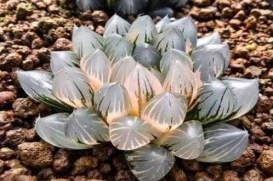 冰灯玉露如何浇水，灵活掌握浇水办法