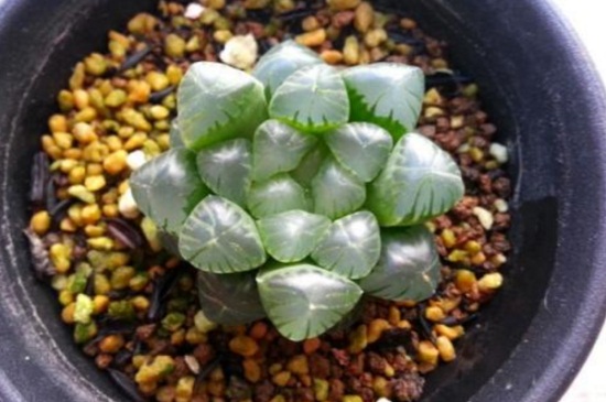 冰灯玉露如何浇水，灵活掌握浇水办法